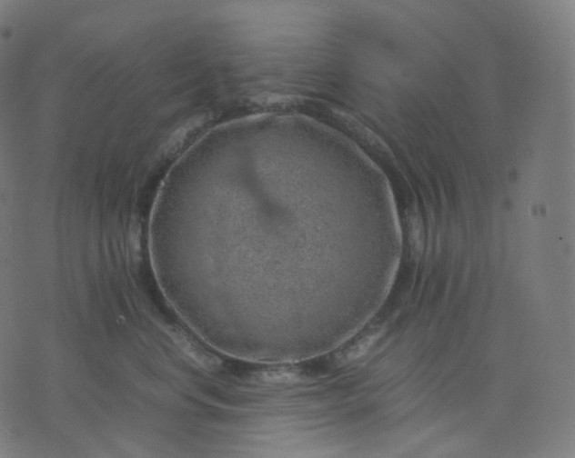 X0000070370668200606231649