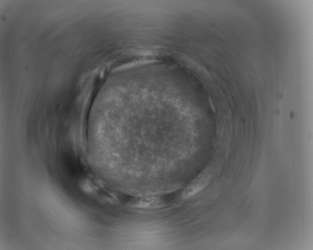 X0000070370720200606231647