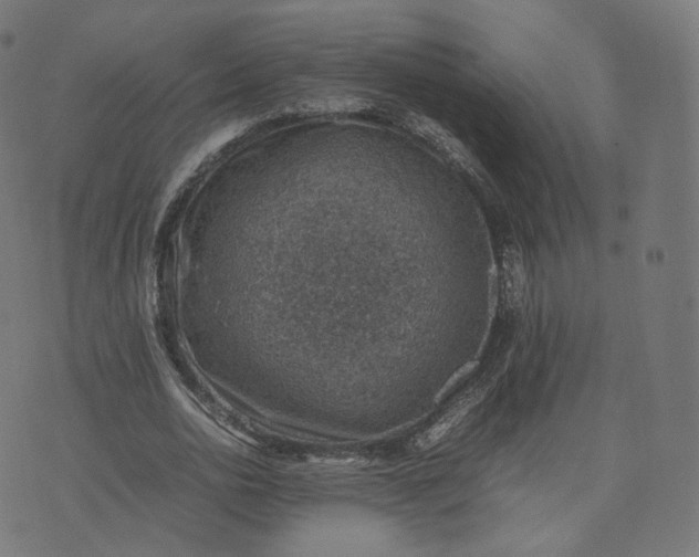 X0000070370726200606231646