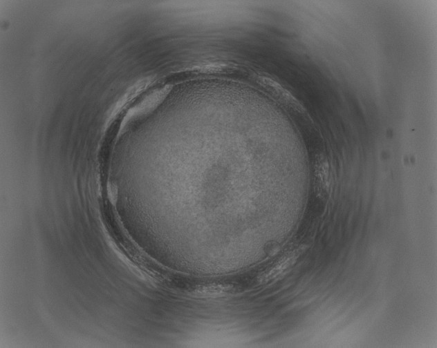 X0000070370734200606231647