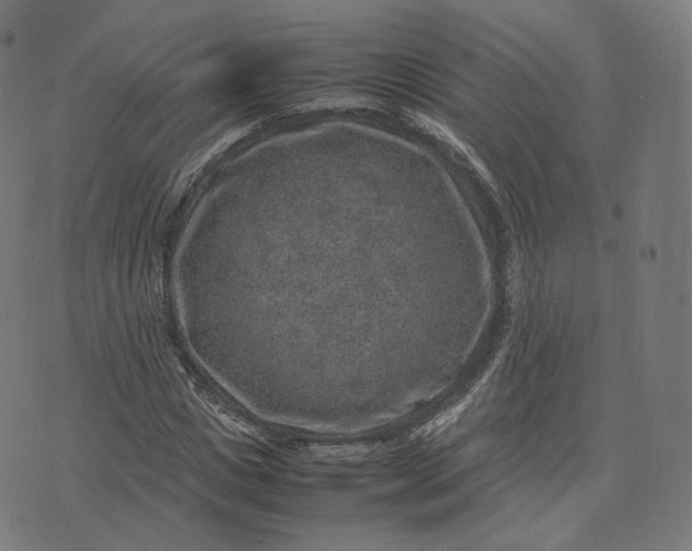 X0000070370825200606231645