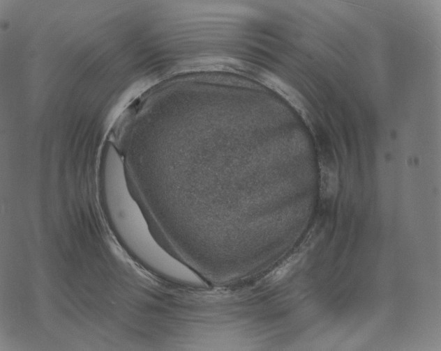 X0000070370994200606231643