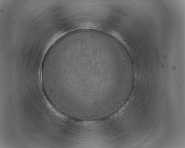 X0000070371032200606231642