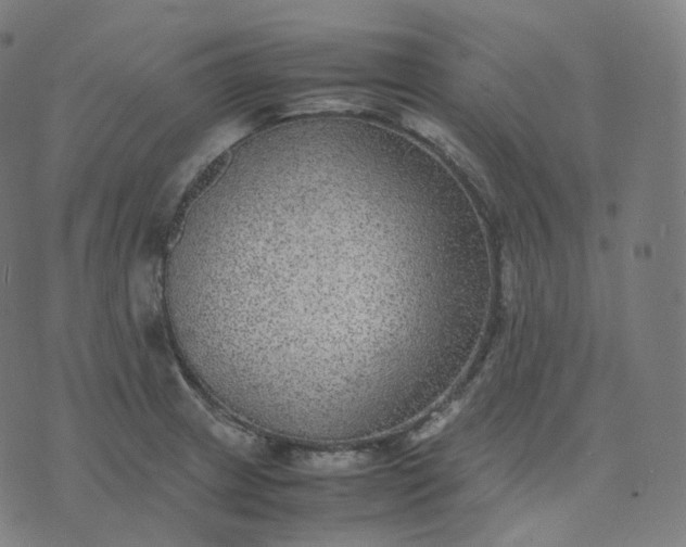 X0000070371233200606231639