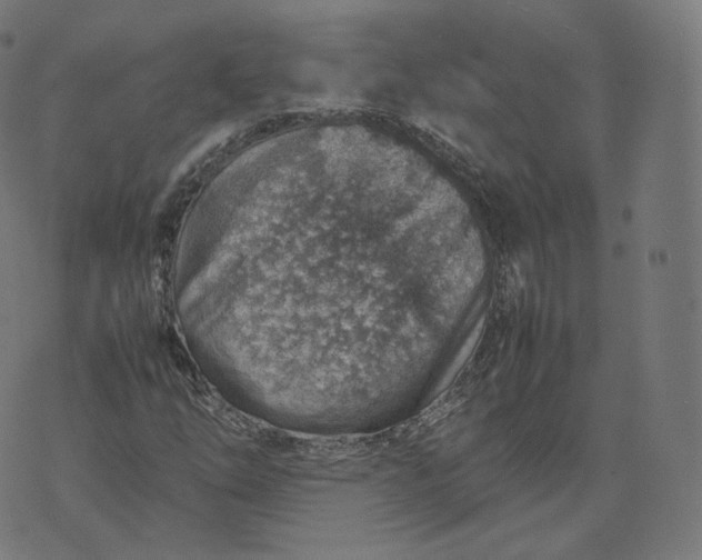 X0000070371254200606231638