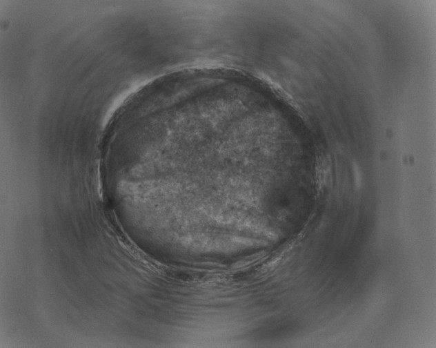 X0000070371262200606231638