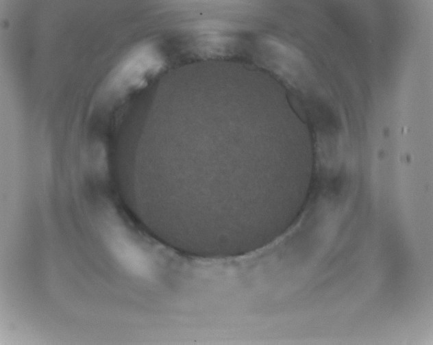 X0000070370029200606301907