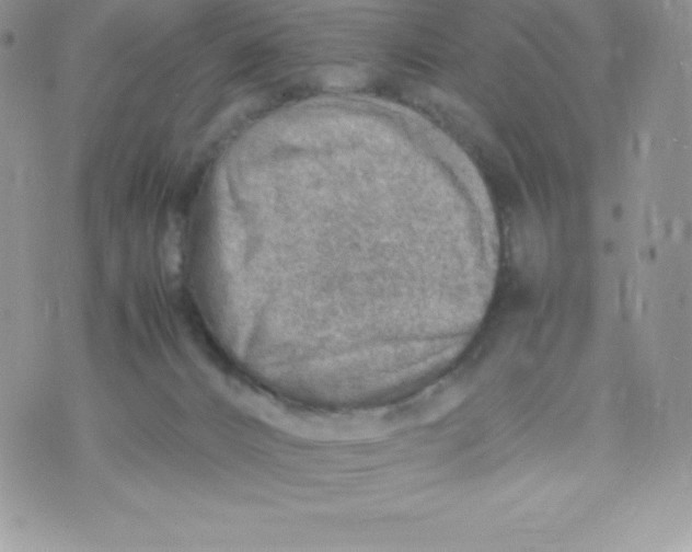 X0000070370032200606301907