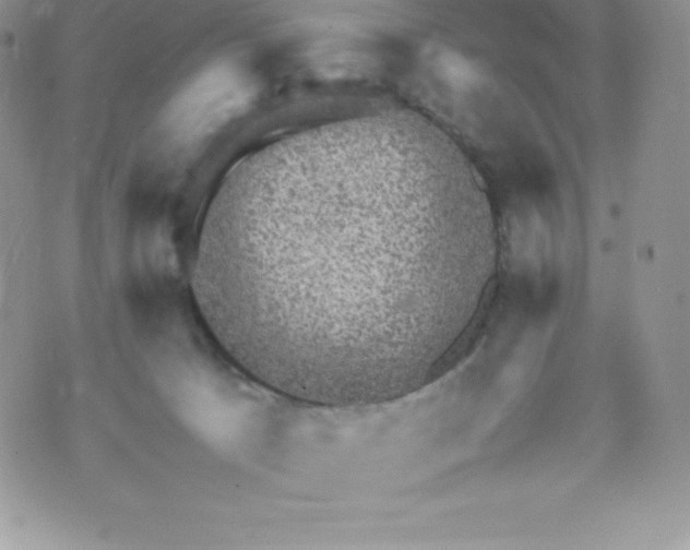 X0000070370033200606301907