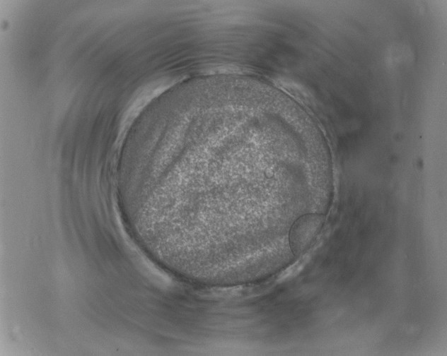 X0000070370049200606301906