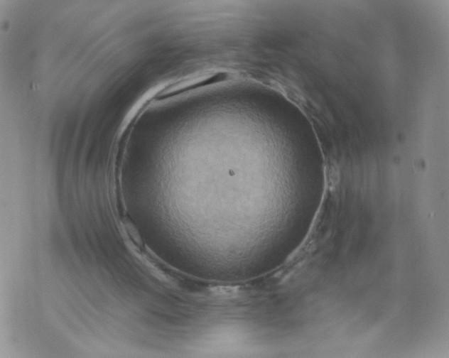 X0000070370052200606301906