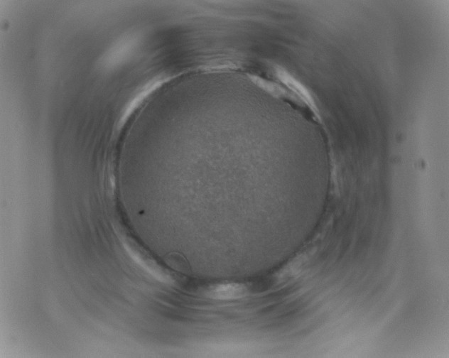 X0000070370059200606301906