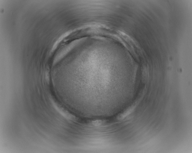 X0000070370064200606301906