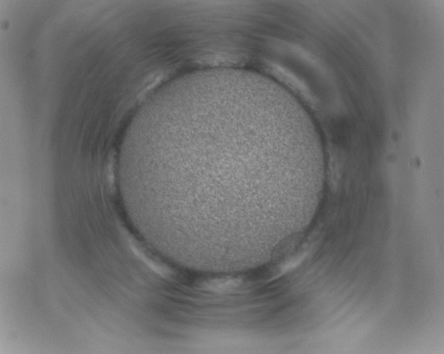 X0000070370065200606301906