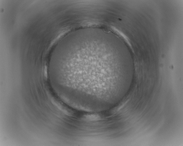 X0000070370067200606301907