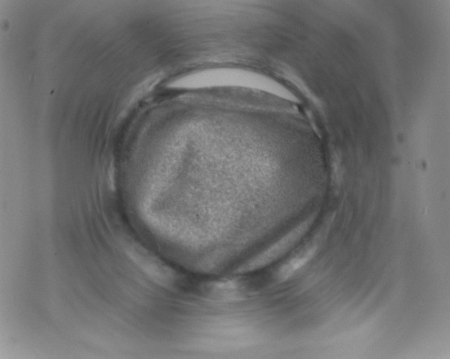 X0000070370068200606301907