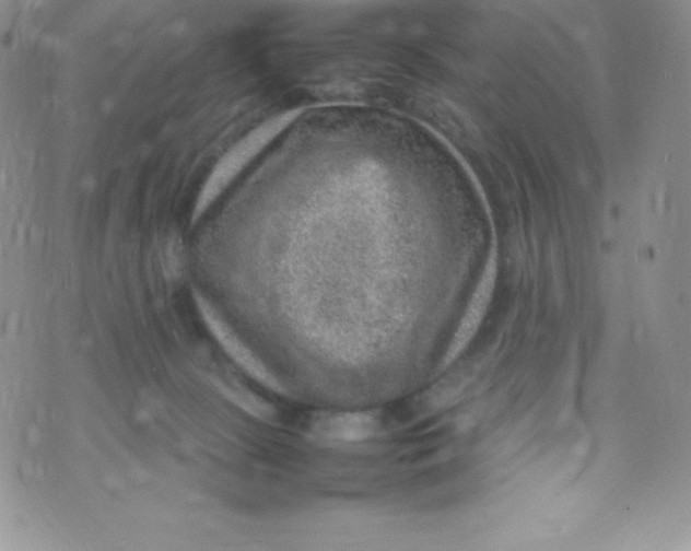 X0000070370081200606301907