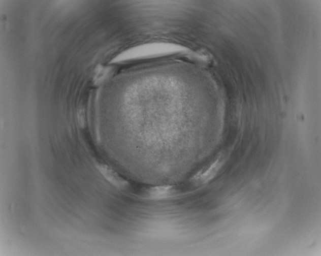 X0000070370090200606301907