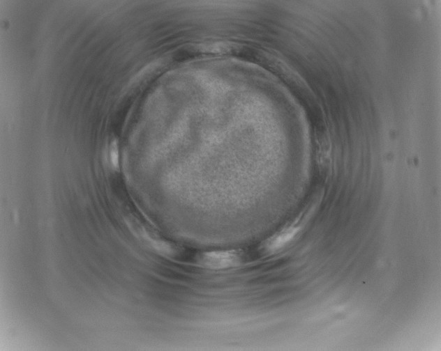 X0000070370095200606301907