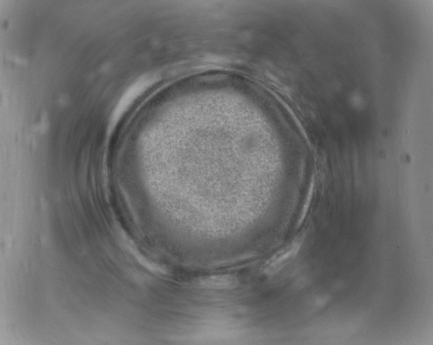 X0000070370102200606301906