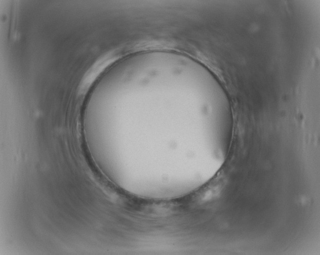 X0000070370103200606301906