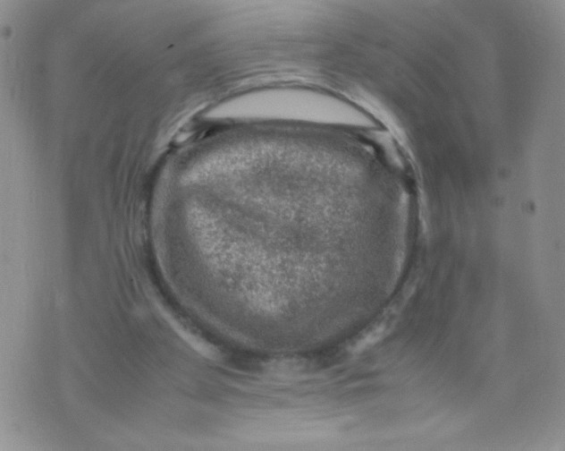 X0000070370105200606301906