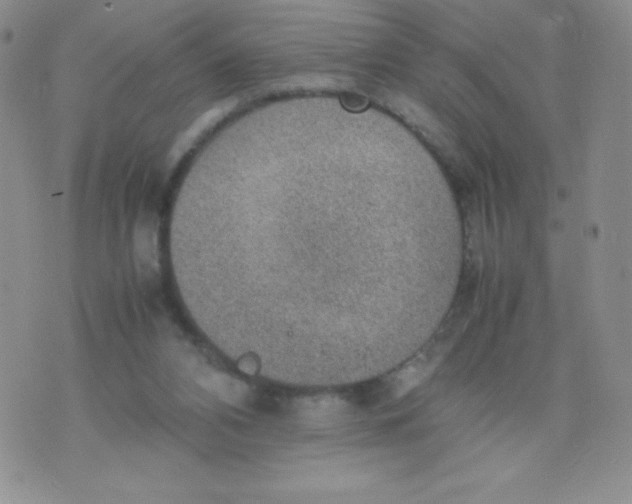 X0000070370112200606301906