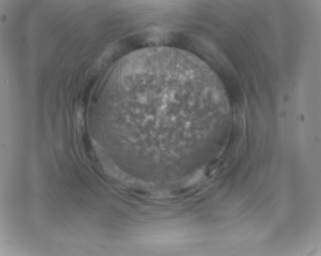 X0000070370127200606301906