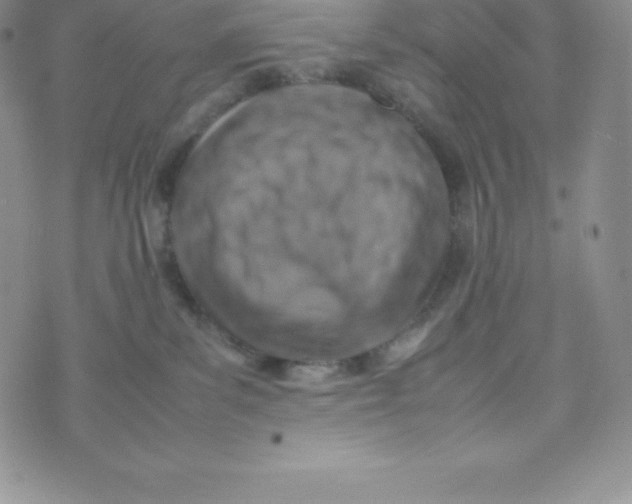 X0000070370139200606301906