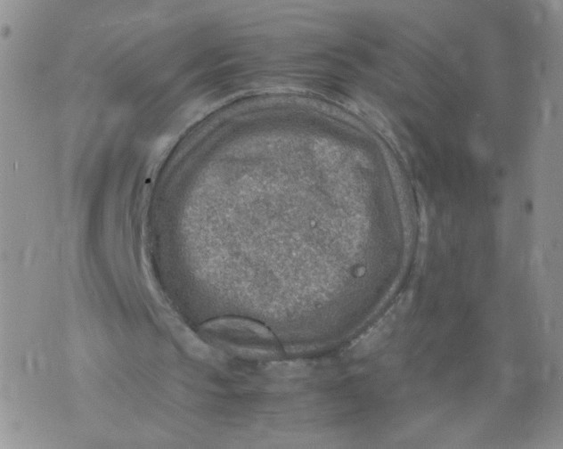 X0000070370145200606301905