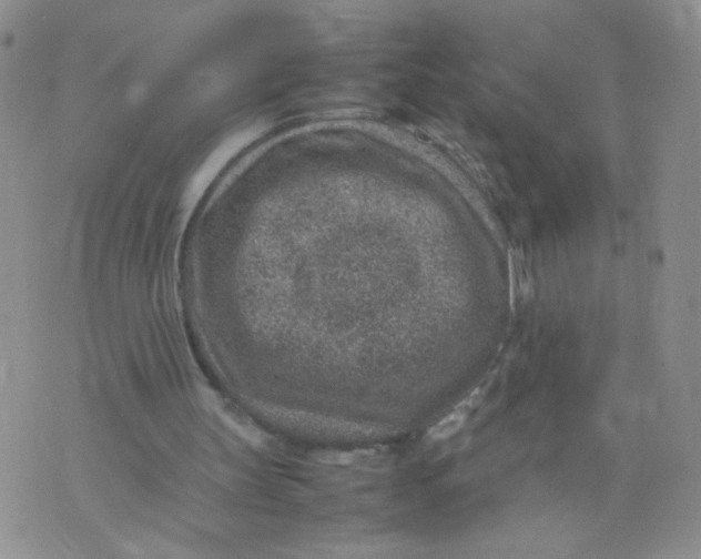 X0000070370147200606301905