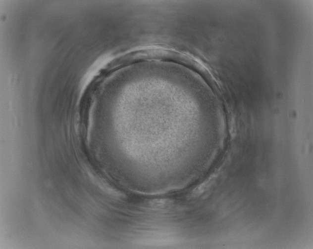 X0000070370152200606301905