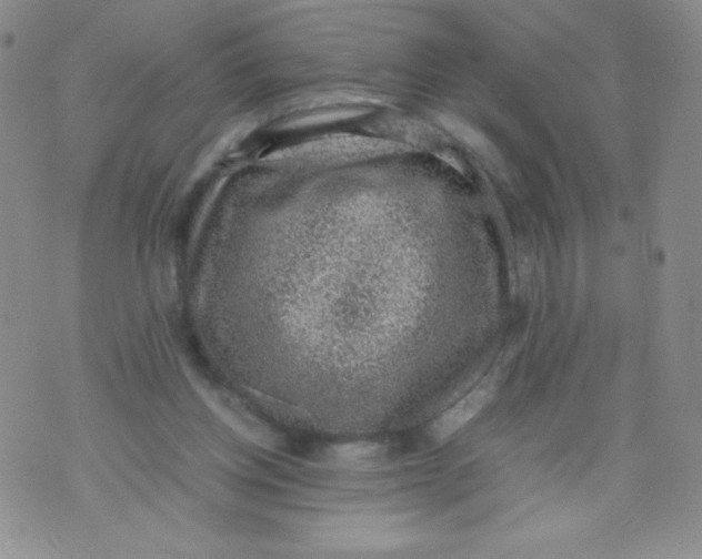 X0000070370158200606301905