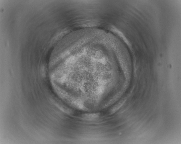 X0000070370161200606301905