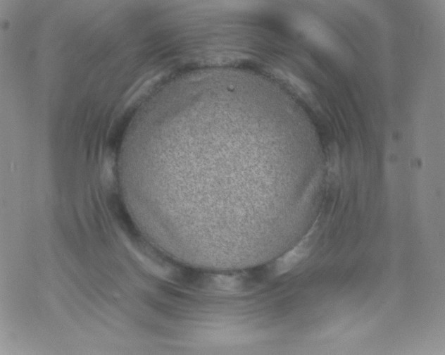 X0000070370166200606301905