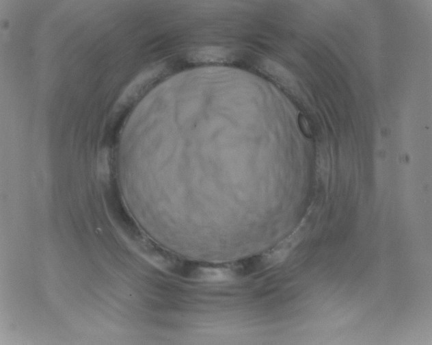 X0000070370167200606301905