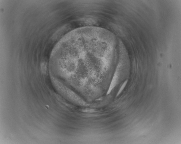 X0000070370177200606301905