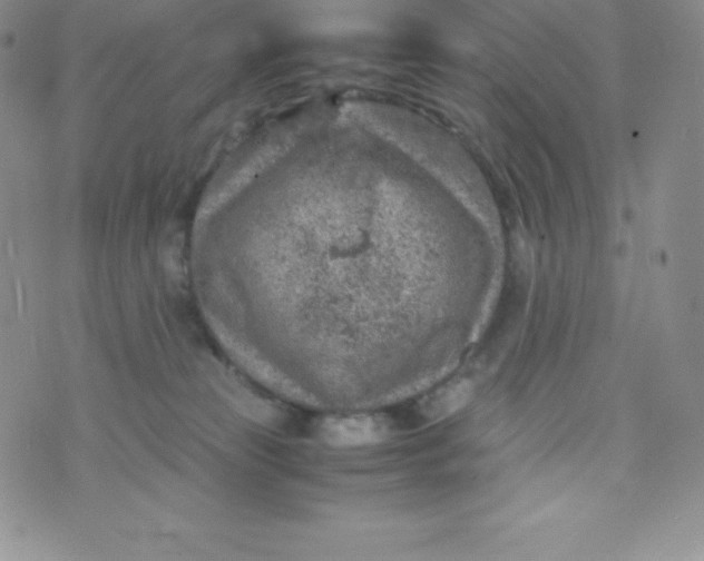 X0000070370181200606301905