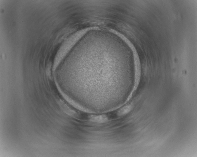 X0000070370185200606301905