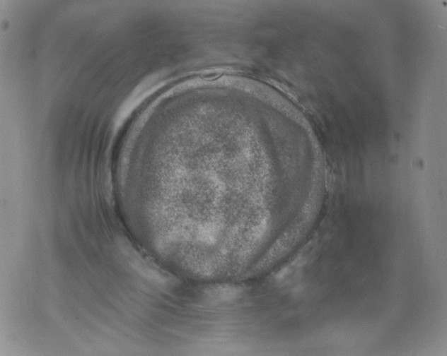 X0000070370198200606301905