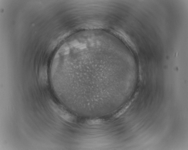 X0000070370202200606301904