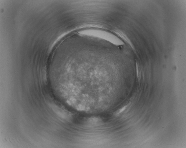 X0000070370204200606301904