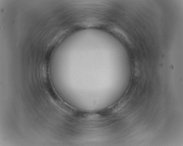 X0000070370210200606301904