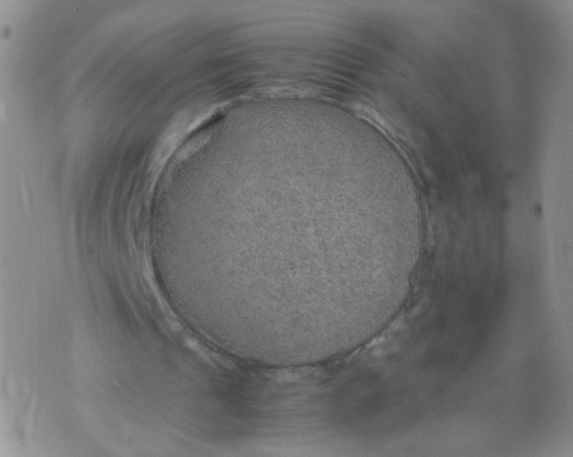 X0000070370241200606301903