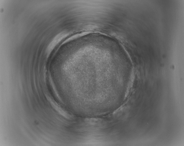 X0000070370242200606301903