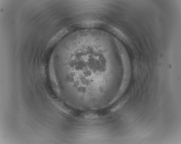 X0000070370258200606301903