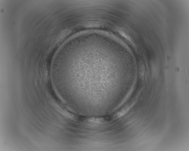 X0000070370261200606301903