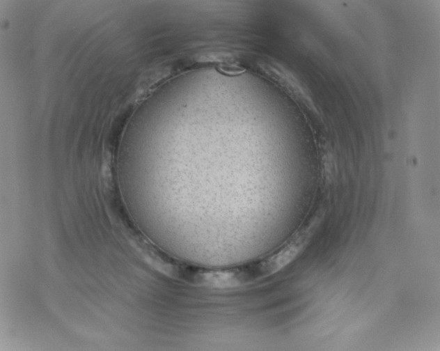 X0000070370265200606301903