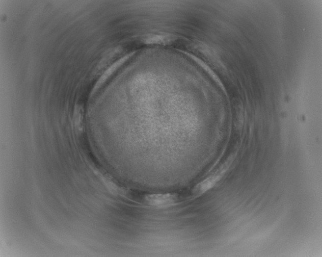 X0000070370273200606301904