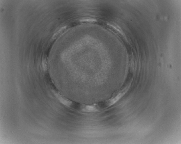 X0000070370285200606301904